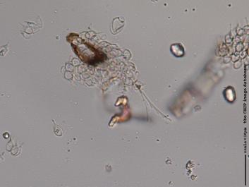 J012b 100x.jpg